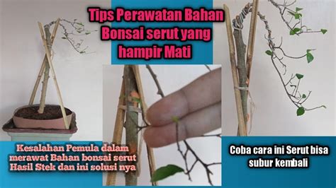 Tips Cara Perawatan Bahan Bonsai Serut Yang Stres Review Bahan