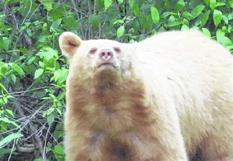 Rare Albino Bear Taken In Columbia County Pennsylvania