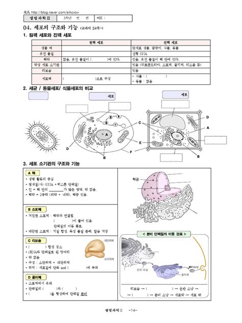 14 19 2023 생명과학2 2 4 원핵진핵 세포소기관 맞쪽 Pdf