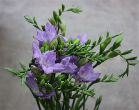 Freesia | Stevens and Son Wholesale Florist