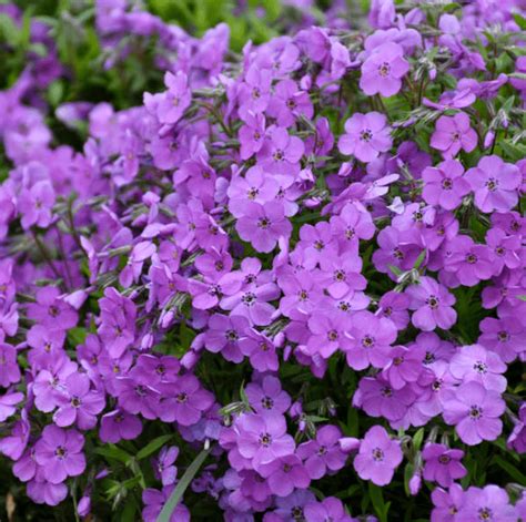 10 Purple Perennials to Plant for Beauty Each Year - Birds and Blooms