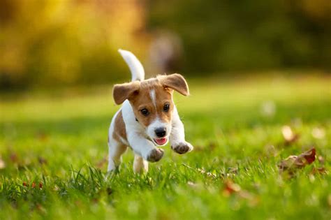puppy  positive reinforcement dog training small door veterinary
