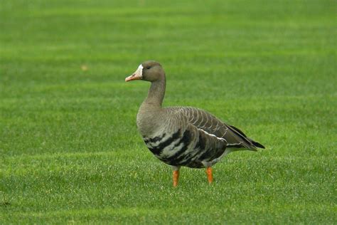 Greater White Fronted Goose — Eastside Audubon Society