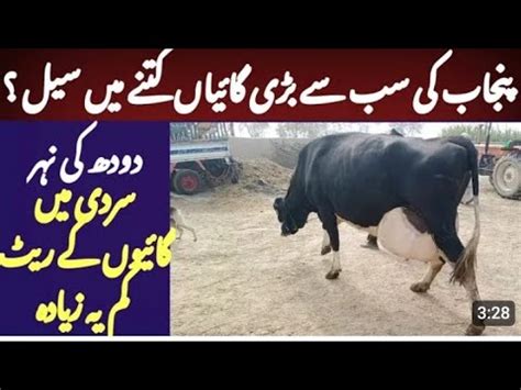 Taj Dairy Farm Imported Cows And Hf Breed Janwarpkpunjab