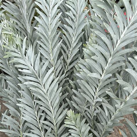 Silver Wattle The Flower Express