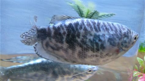 Ikan Nya Cantik Dan Lucu Ikan Sepat Hias Youtube