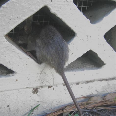 Rat Prevention - How to Keep Rats Away