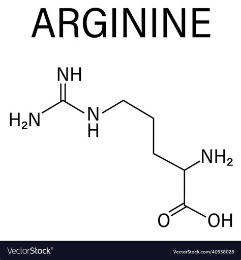 Arginine Amino Acid Molecule Skeletal Formula Vector Image