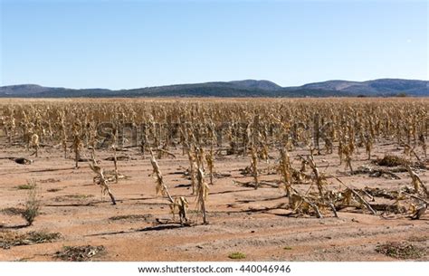 541 Drought Africa Crops Images, Stock Photos & Vectors | Shutterstock