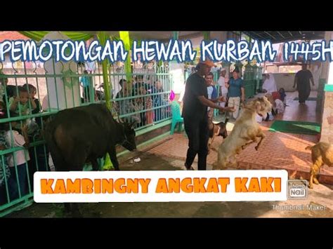 Kambingny Angkat Kaki Hewan Kurban H Di Masjid Amal Iduladha