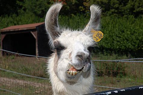 Funny Llama Face | Funny Animals