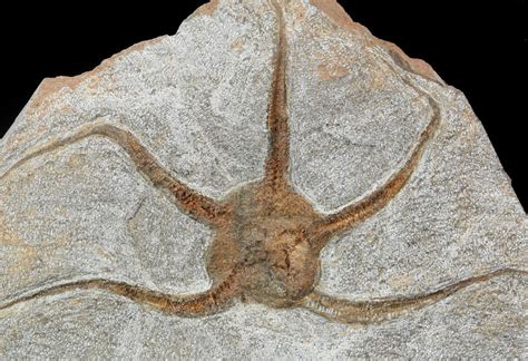 6 3 Ordovician Brittle Star Ophiura Fossil Morocco 49208 For