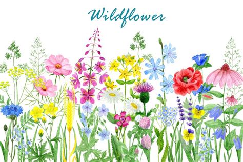 Wildflower Clipart