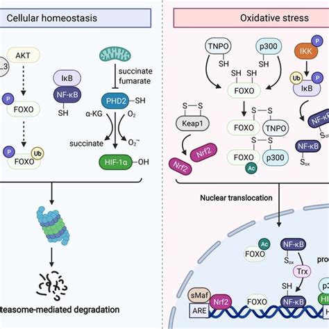 Redox Regulation Of Keap1‐nrf2 Foxo Nf‐κb And Hif Keap1‐nrf2 Keap1