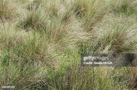 Subalpine Meadows Photos And Premium High Res Pictures Getty Images
