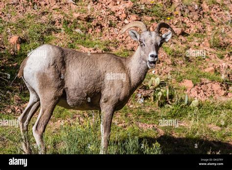 Adult Desert Bighorn Sheep Ovis Canadensis Zion National Park Utah