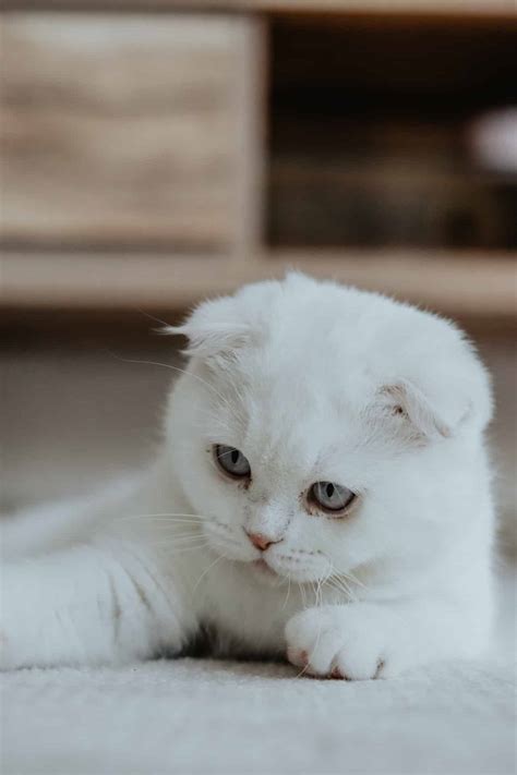 Are Munchkin Cats Hypoallergenic Scientific Studies