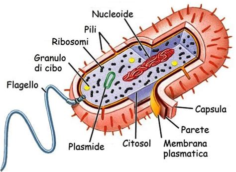 La Cellula Eucariote E Procariote L Evoluzione Della Vita Biopills