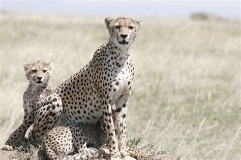 50 Interesting Cheetah Facts That You Never Spotted Before