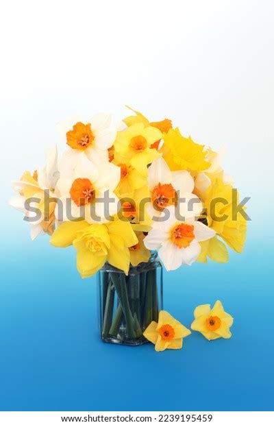 Spring Daffodil Narcissus Flower Arrangement On Stock Photo 2239195459 ...