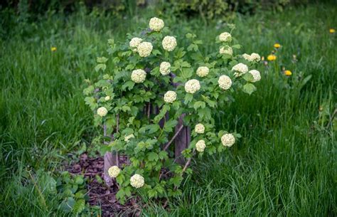 How To Grow And Care For Snowball Bush Viburnum