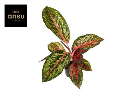 Aglaonema Lychee Red Plant Wholesale Floraccess