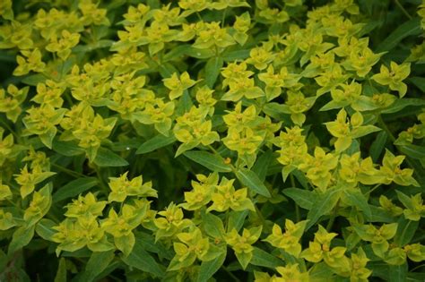 Euphorbia Ceratocarpa Euphorbia Summer Favorites Color Choices