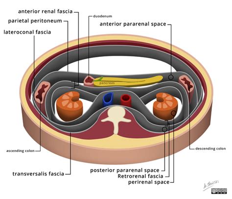 Perirenal Space Radiology Reference Article Corpo