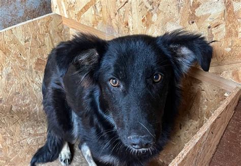 Rettung H Ndin Becky Vier Pfoten Sterreich Stiftung F R Tierschutz