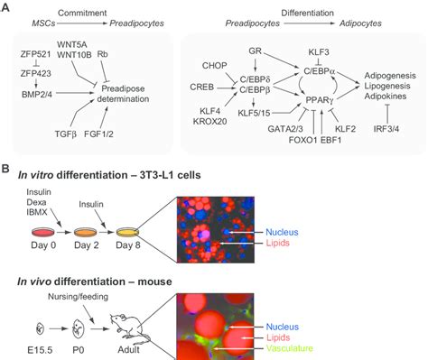 Overview Of The Transcriptional Cascade Regulating The Commitment And