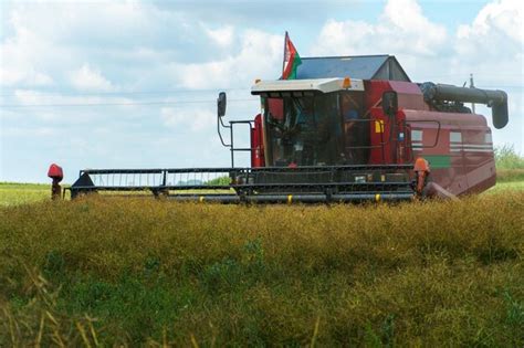 La Mietitrice Sta Lavorando Nel Campo Complesso Agroindustriale