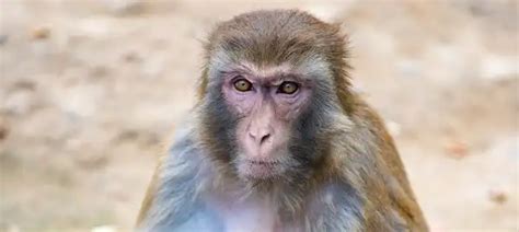 Macaque - Facts, Size, Diet, Pictures - All Animal Facts