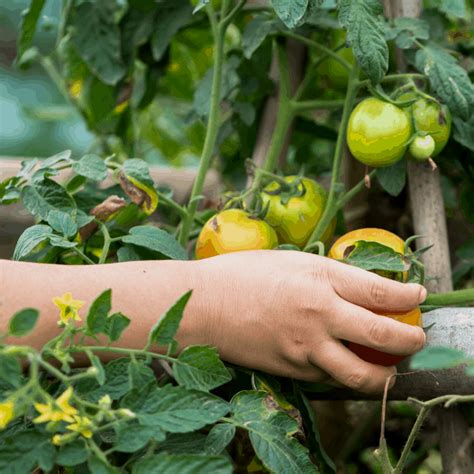 How to Harvest Tomatoes When They Are Ready (And When Not To)