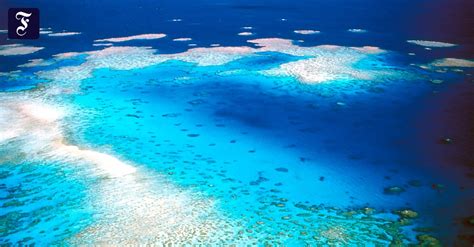 Great Barrier Reef Wie Viel Kostet Das Gr Te Riff Der Erde