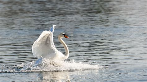 Alsace Cygne Haut Rhin Oiseau Rhin190220171 Gerard L Flickr