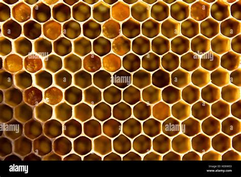 Panal De Una Colmena De Abejas Llenos Textura De Fondo De Panal De