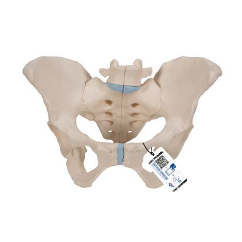 Male Pelvis Skeleton Model With Ligaments Vessels Nerves Pelvic