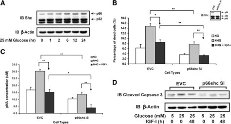 Hyperglycemia Induced P66shc Inhibits Insulin Like Growth Factor I Dependent Cell Survival Via