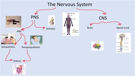 Introduction To The Cns Anatomy And Reflexes Flashcards Quizlet