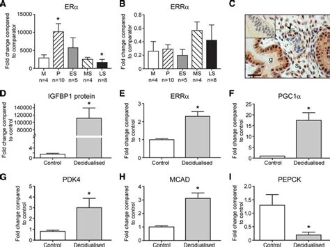 ERR Is Expressed In Human Endometrium During The Menstrual Cycle And