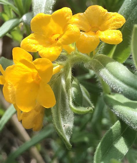 Wisconsin Wildflower Hoary Puccoon Lithospermum Canescens