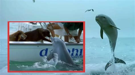Dolphin Kisses Dog And Jumps For Joy Animals Around The Globe