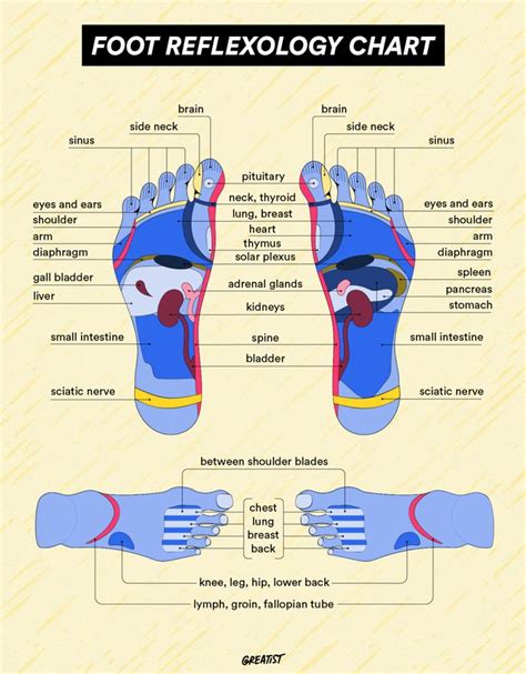 Get To The Point Your Guide To The Foot Reflexology Chart