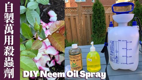 用苦楝油自製有機殺蟲劑｜種菜養花必備diy Neem Oil Spray For Plants Youtube