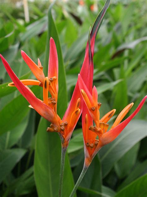 Andromeda Neon Parrots Beak Plant Heliconia Psittacorum Urban Tropicals