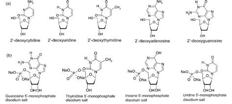 Deoxyribonucleotide Structure