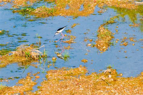 Black Winged Stilt Himantopus Himantopus Stilt Bird Walk Stock Image