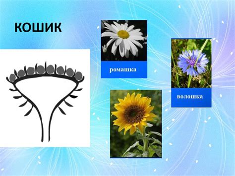 Презентація "Суцвіття, різноманітність