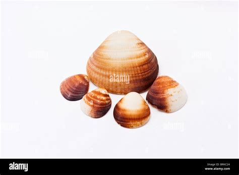 Paw shape hi-res stock photography and images - Alamy