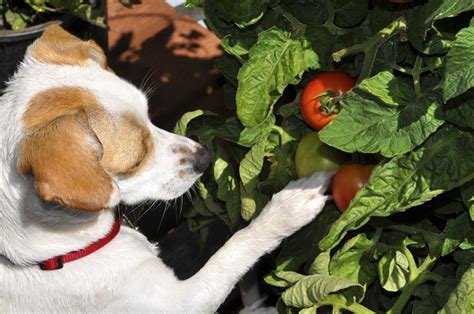 Cachorro Pode Comer Tomate Maternidade Hospital Octaviano Neves